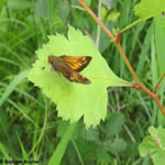 Famille Hesperiidae: Papillons hespéries